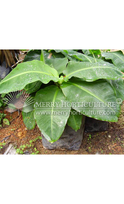 Ensete superbum